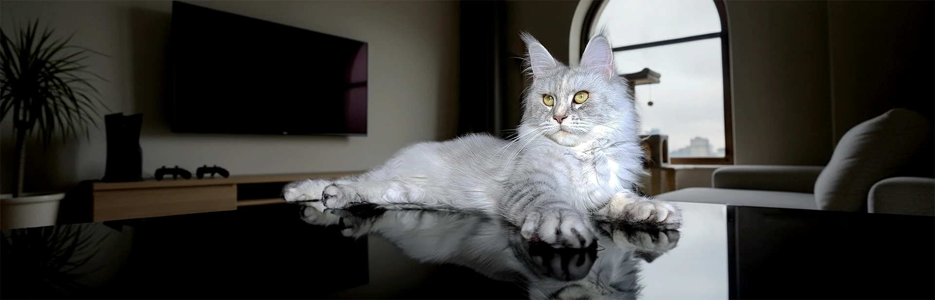 Windie, femelle Maine Coon bleue silver tortie mackerel, allongée sur une table en verre dans une pièce lumineuse avec bibliothèque en arrière-plan.