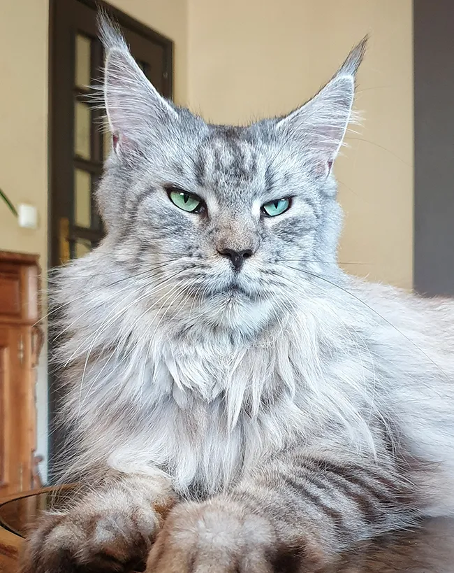 Jumanji Cartoonland femelle maine coon de 12 ans fondatrice élevage TinySilverCat