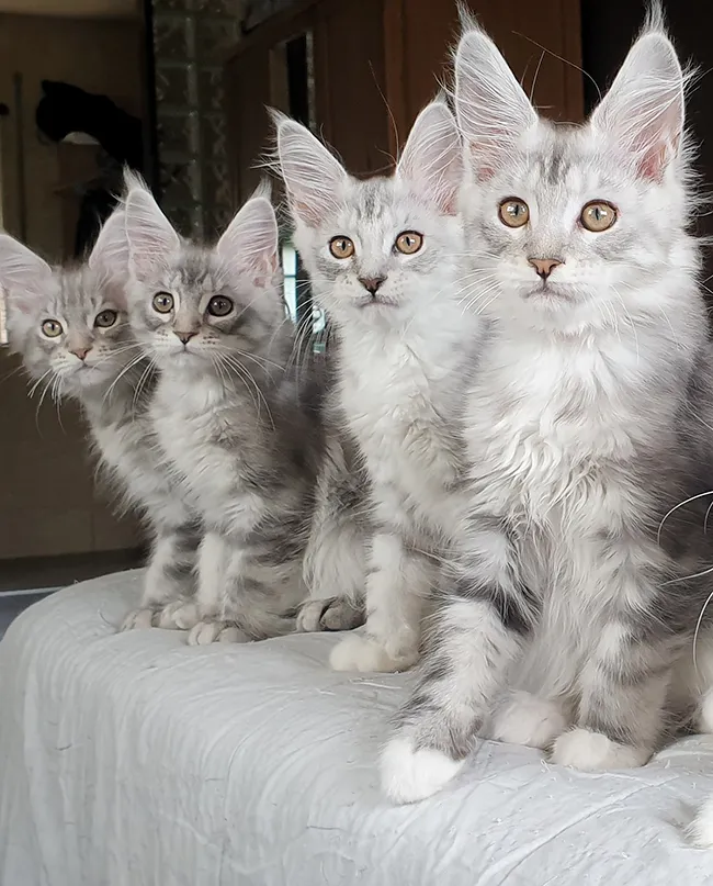 Montage de photos d’anciennes portées de chats Maine Coons de l’élevage TinySilverCat, avant et après leur adoption.</p>
<p>
