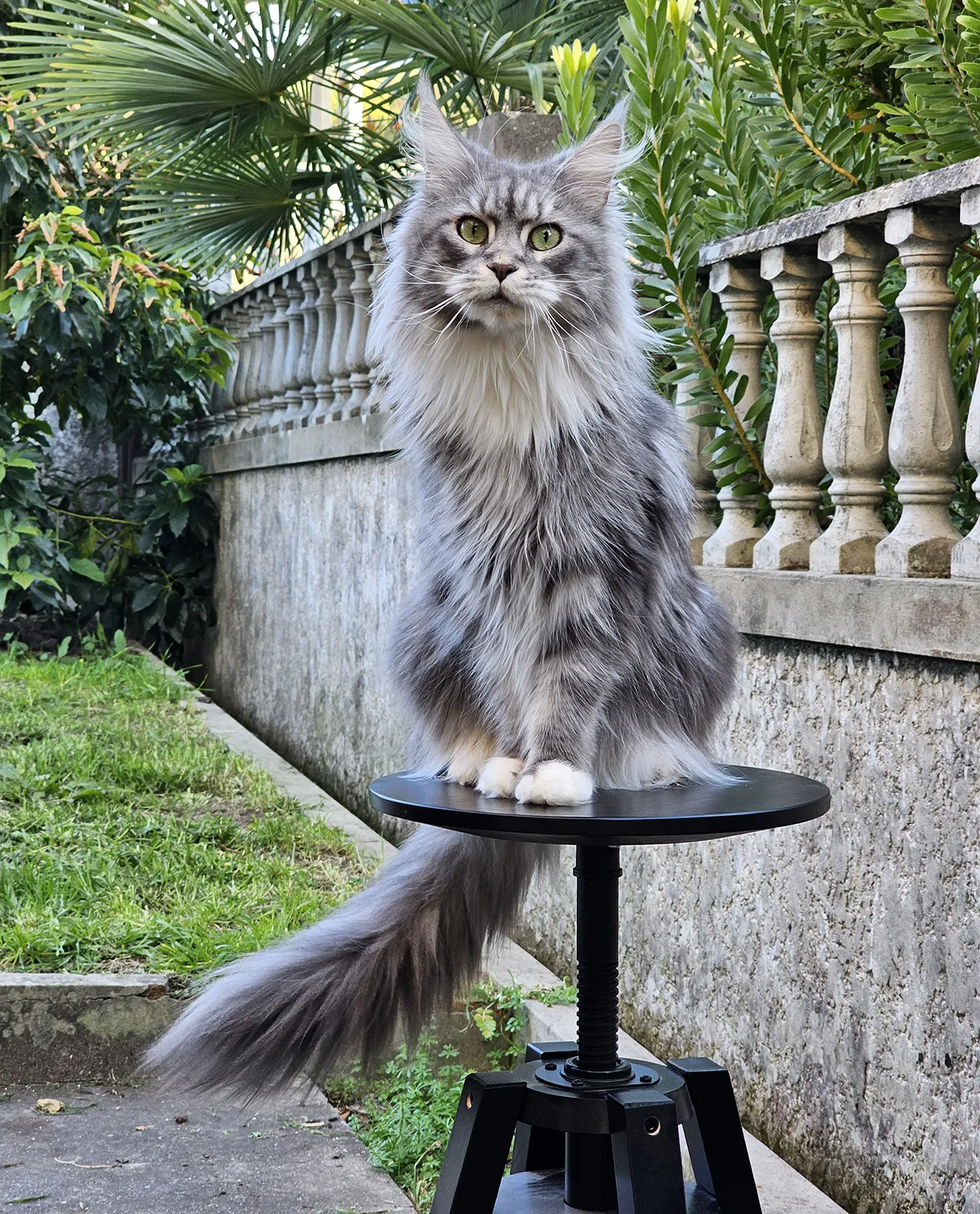 Chats Maine Coons retraités de l’élevage TinySilverCat, vivant une vie tranquille après leur carrière de reproduction.</p>
<p>