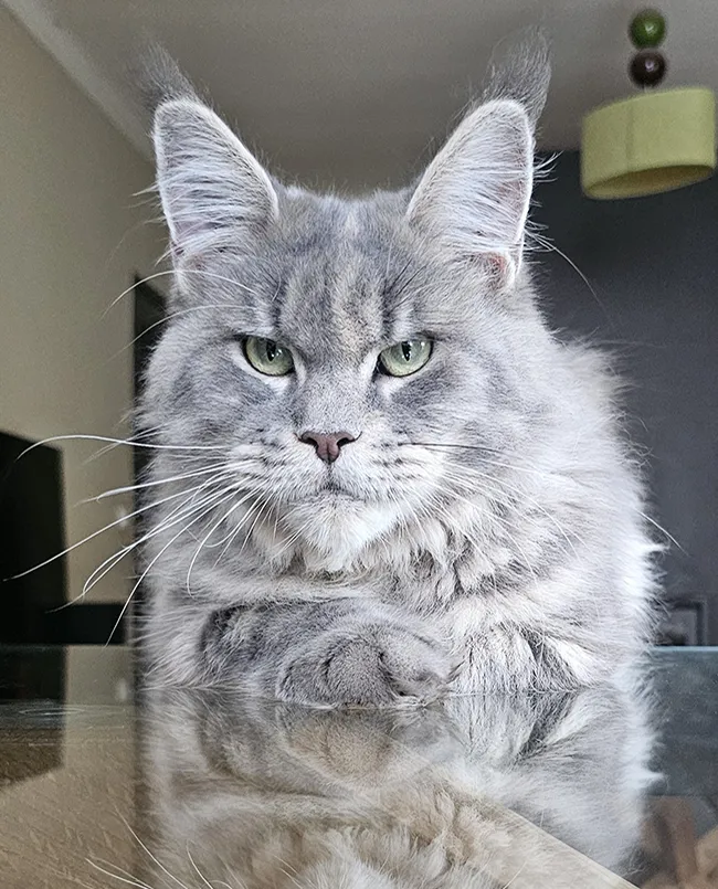 Portrait d’Umy Winehouse Evaddia, femelle Maine Coon blue tortie mackerel très typée, au regard doux et au caractère gentil, reproductrice de l’élevage TinySilverCat