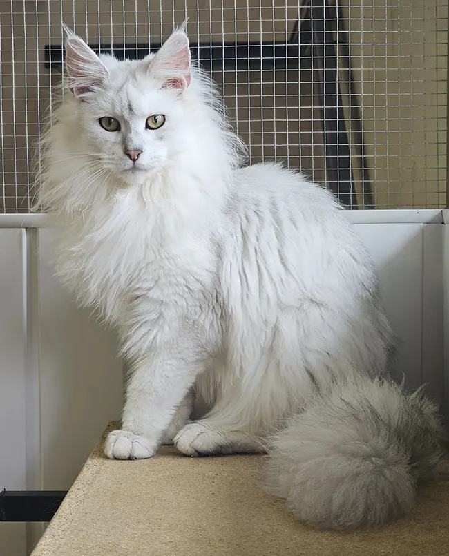 Portrait d’Yliona Tinysilvercat, femelle Maine Coon blue silver tabby shell, la plus belle de sa portée, pour laquelle nous avons eu un coup de cœur immédiat et dont nous attendons beaucoup pour l’élevage en 2026