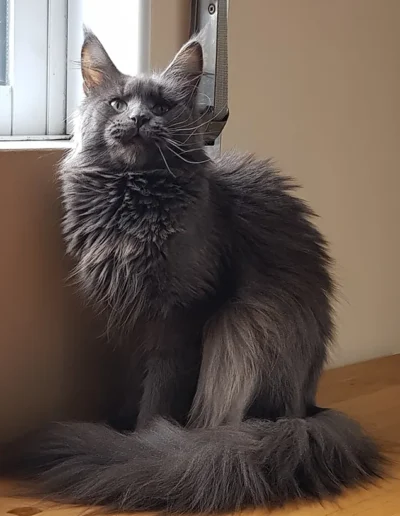 Constance maine coon polonaise retraitée adoption famille