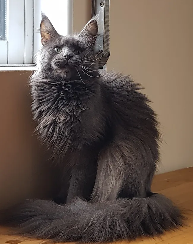 Constance maine coon polonaise retraitée adoption famille