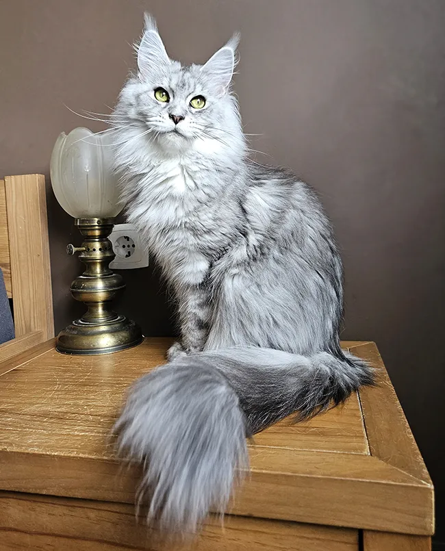 Portrait de Saphir Tinysilvercat, femelle Maine Coon blue silver blotched tabby très proche de l’humain, qui cherche toujours à nous rejoindre dans chaque pièce pour venir se reposer sur nos genoux