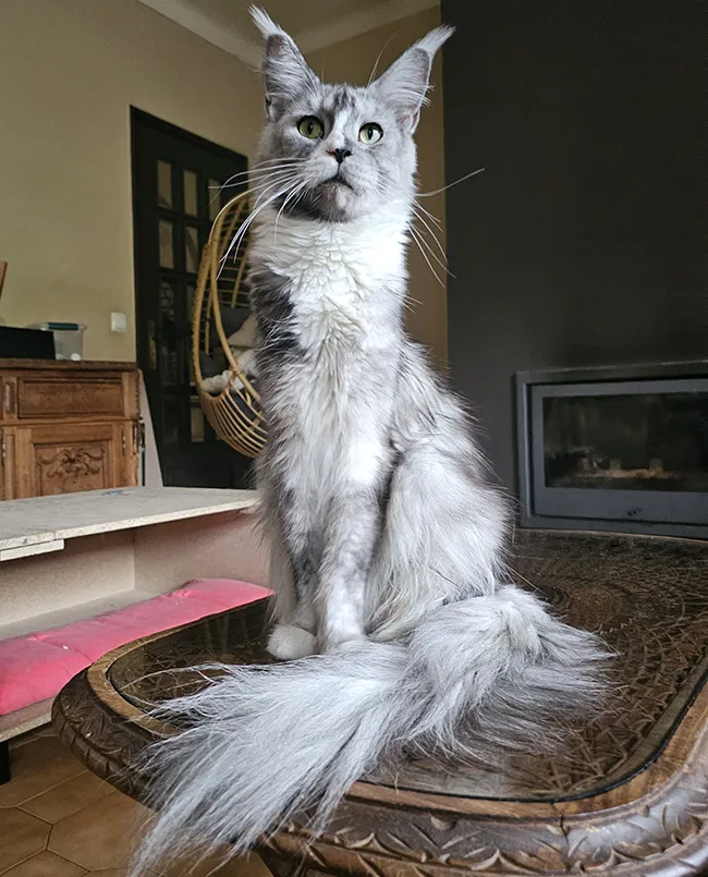 Portrait de Poker Face Tinysilvercat, grande femelle Maine Coon black smoke et blanc née à la chatterie, avec des taches noires sur le corps et un large trait blanc en diagonale sur la gueule comme une cicatrice, au gabarit imposant mais au caractère très doux et gentil<br />
