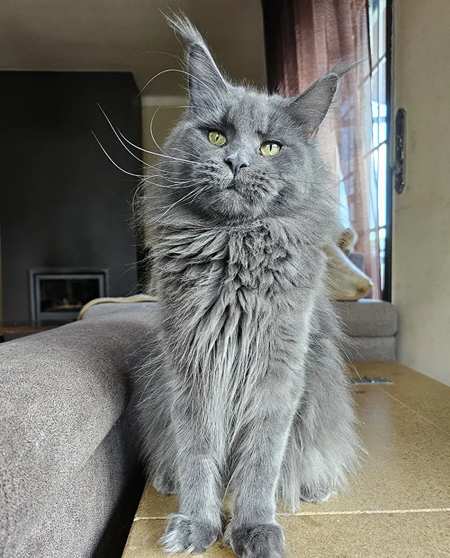 Portrait de Radched Tinysilvercat, femelle Maine Coon blue solide évidente à garder après la dernière portée de Constance Ashabelle, conservant dans l’élevage la couleur bleue que nous aimons tant même si nous travaillons surtout le clair et le shaded