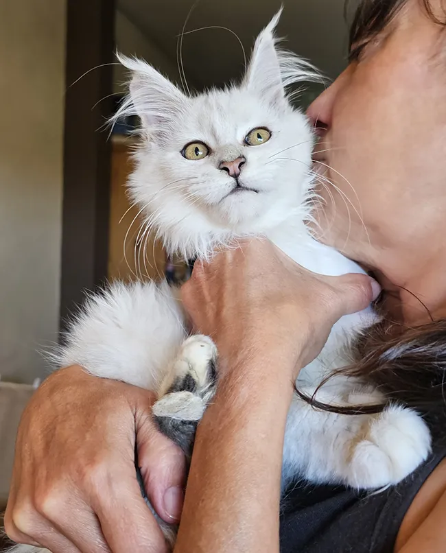 Portrait d’Amazing Tinysilvercat, jeune femelle Maine Coon black silver tabby shell code MCO ns12, premier shell née à la chatterie TinySilverCat, au pelage très clair façon flocon de neige et à la beauté exceptionnelle, intégrée à notre plan d’élevage 2026