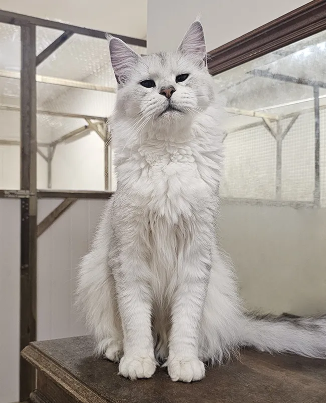 Portrait d’Utika Tinysilvercat, femelle Maine Coon black silver shaded née à la chatterie, déjà maman de 13 chatons, au look doux et élégant, représentante d’une lignée très fertile de l’élevage TinySilverCat