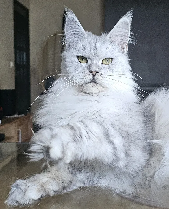 Groupe de femelles chats Maine Coons de l’élevage TinySilverCat, reproductrices en bonne santé et équilibrées.