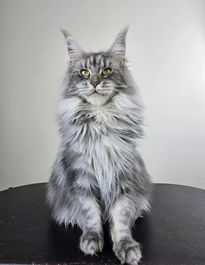 Hip Hop Tempio Felinox femelle maine coon parfaite type oreilles retraitée précoce