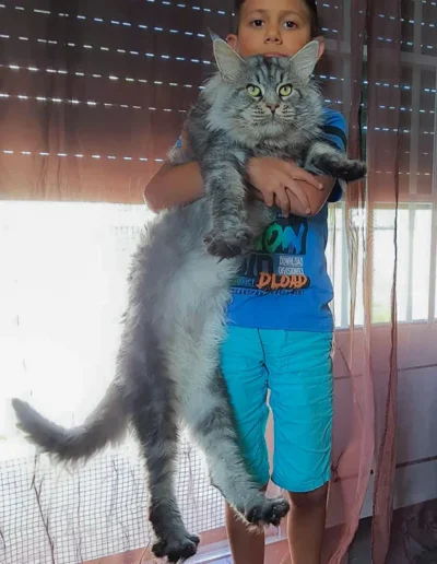 Léonidas maine coon male 10kg gabarit impressionnant