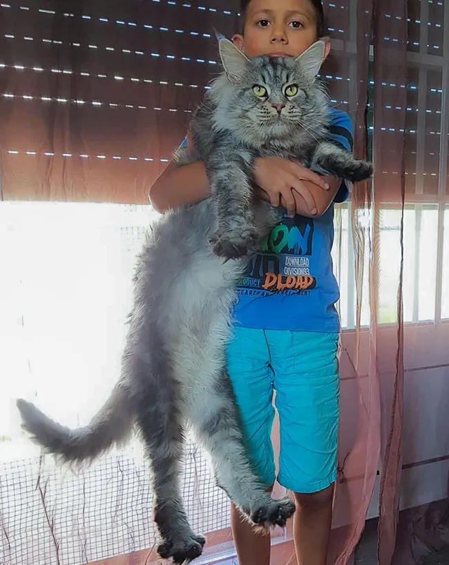 Léonidas maine coon male 10kg gabarit impressionnant
