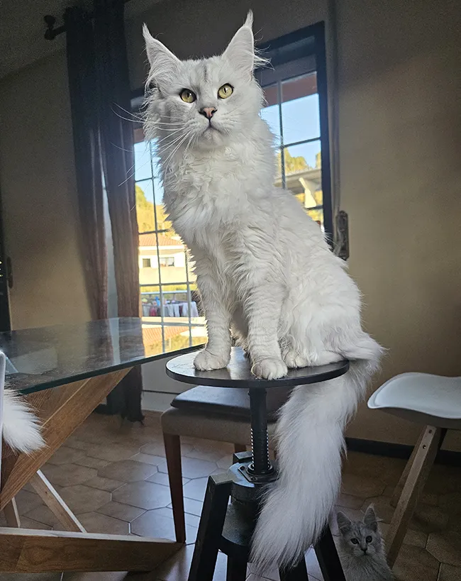 Hard Rock MaryLine, mâle Maine Coon Black Silver Shaded à la robe pure et uniforme, sans aucun marquage fantôme sur la tête ou les pattes.