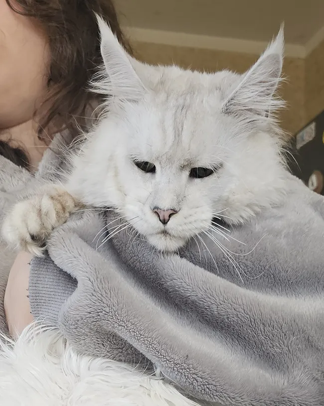 QuickSilver Mary Liss, mâle Maine Coon reproducteur réputé pour son port d'oreilles immenses et son type extrême.