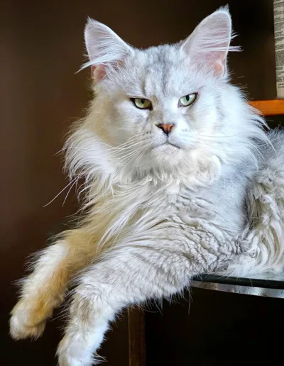 Darling maine coon shaded défaut évolution type