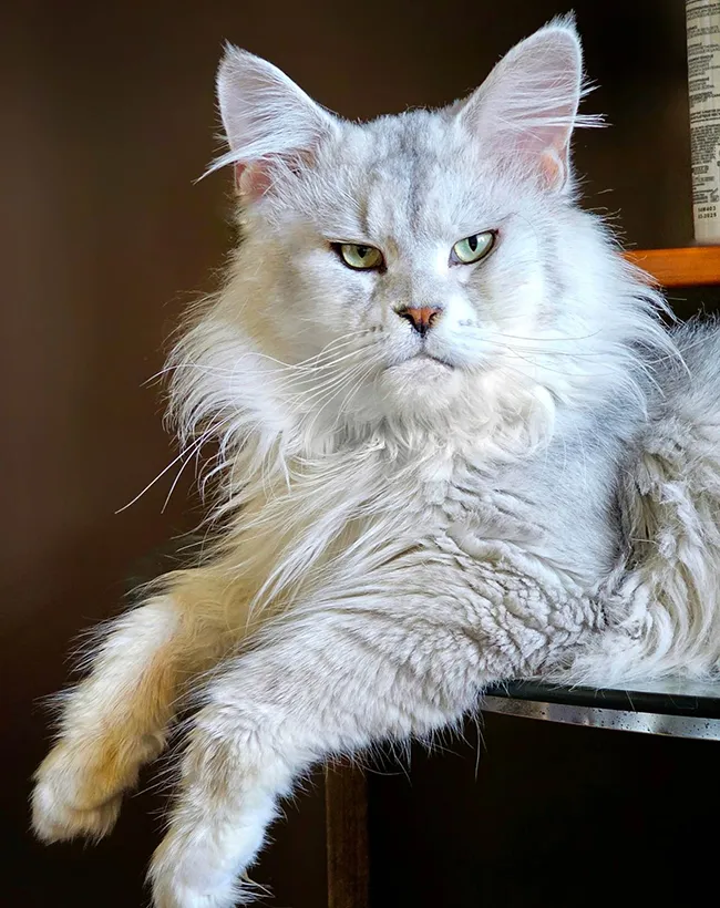 Darling maine coon shaded défaut évolution type