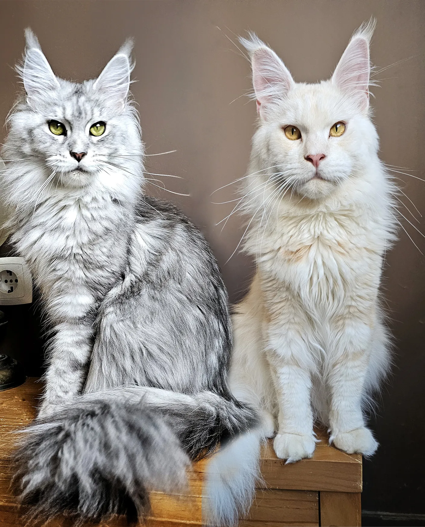 Couple de chats Maine Coons de l’élevage TinySilverCat représentant les mariages prévus et les futures combinaisons de lignée.
