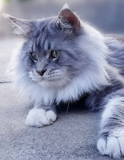 Maverick male maine coon vie extérieur enclos