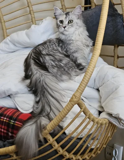 Méoré femelle maine coon retraitée adoptée avec son chaton