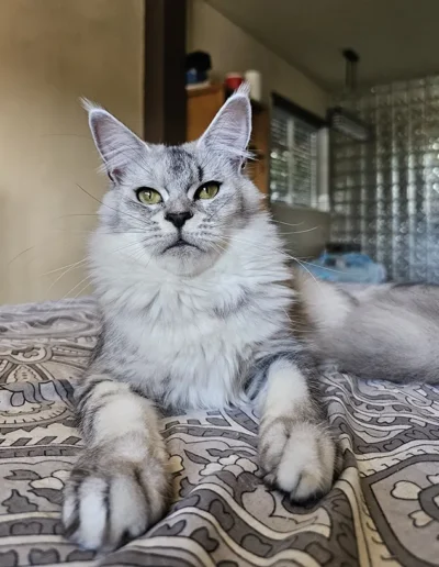 Tundra femelle maine coon affectueuse dans les bras éleveur