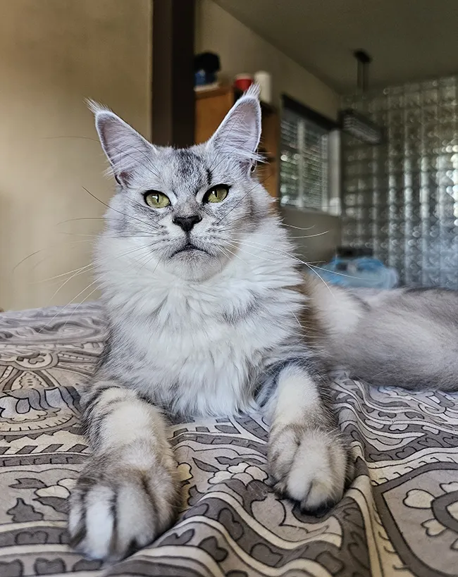Tundra femelle maine coon affectueuse dans les bras éleveur