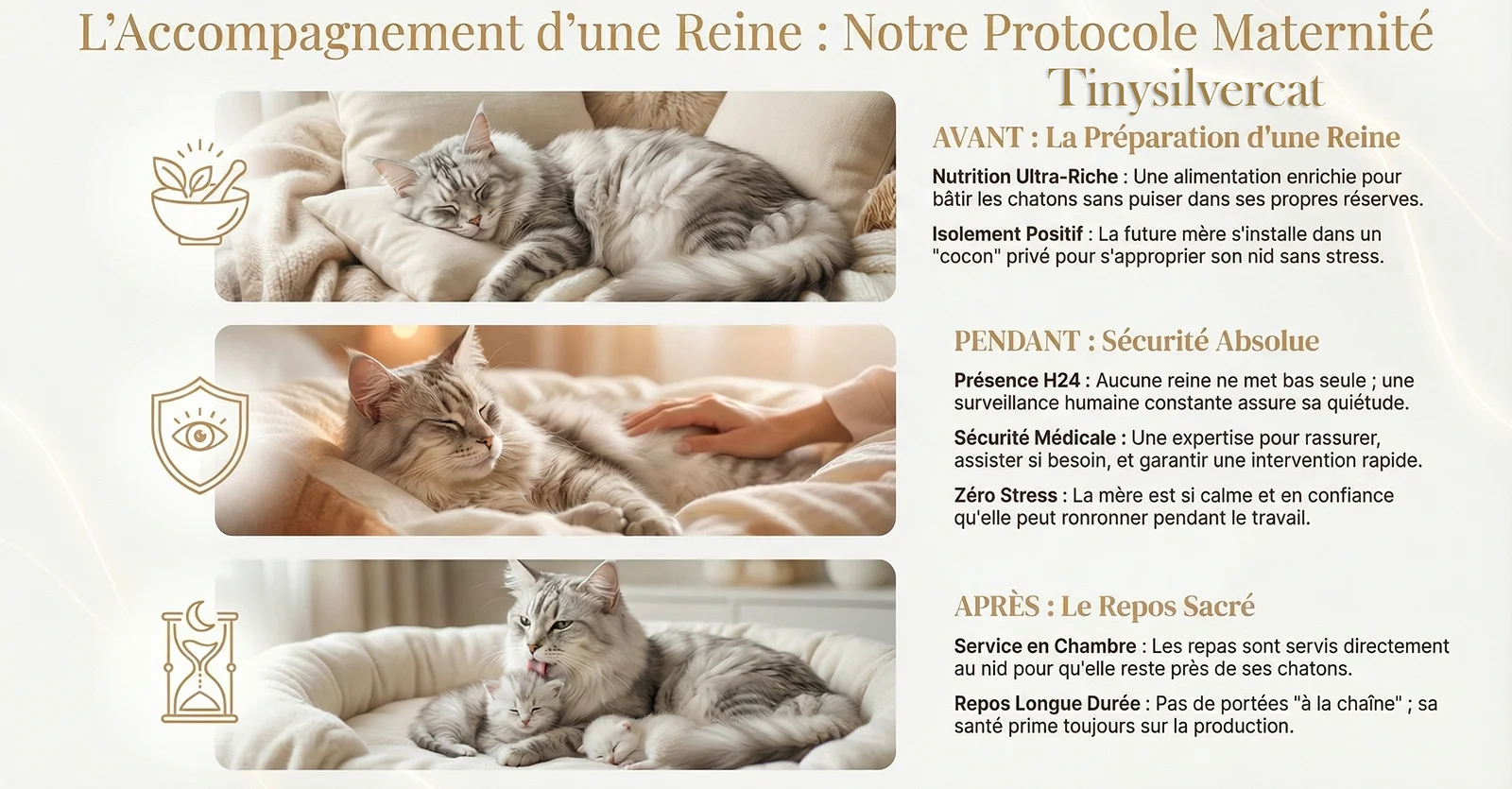 Format vertical résumant le cycle de maternité TinySilverCat. Focus sur la nutrition enrichie avant naissance, la présence rassurante de l'éleveur pendant le travail et l'interdiction du travail à la chaîne pour la santé de la mère.