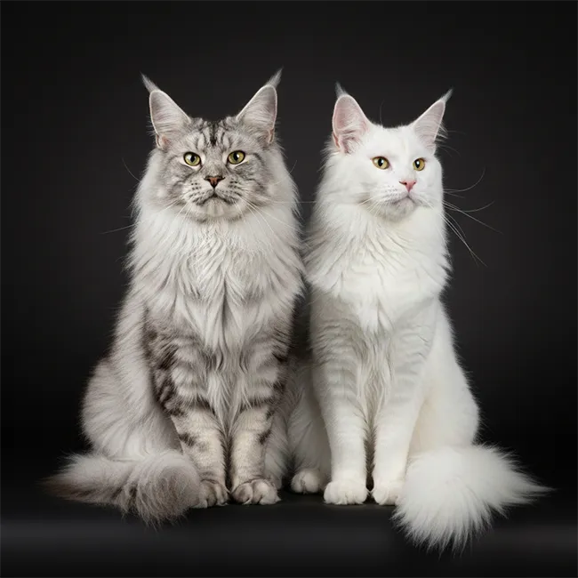 Couple Maine Coon Tinysilvercat : La sélection rigoureuse Couple de chats Maine Coon, un mâle Silver Shaded et une femelle blanche, posant ensemble pour illustrer la sélection génétique avant la naissance.