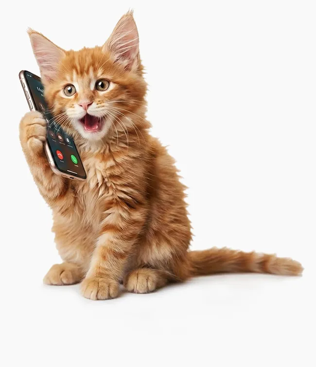 Chaton Maine Coon roux (Red) tenant un smartphone contre son oreille sur fond blanc, illustration pour la page contact.